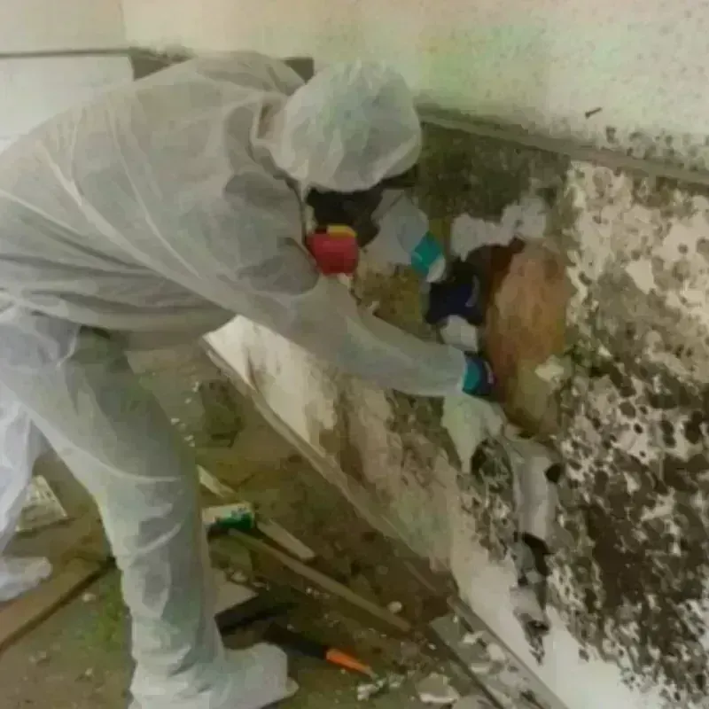 Mold Remediation and Removal in Bureau County, IL